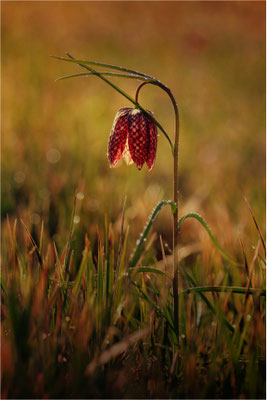 Schachblume