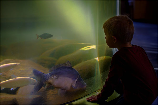 Faszination Fische