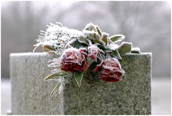 Memoriam