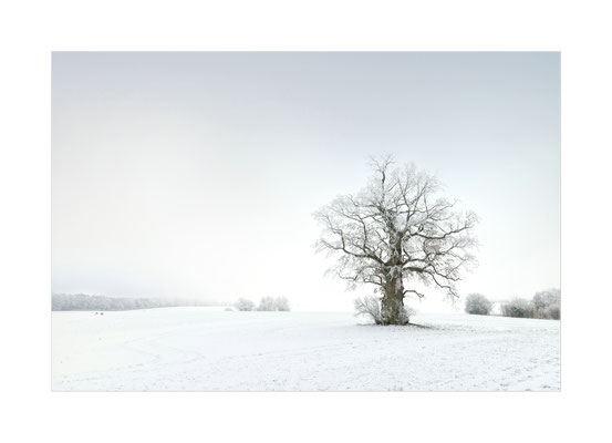 Holldorfer Winter-Eiche