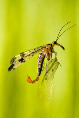 Skorpionsfliege