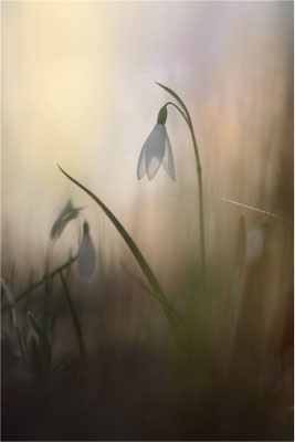 Frühblüher