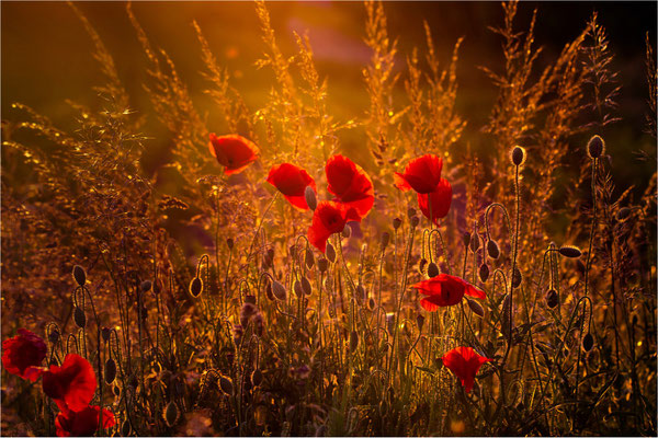 Abendlichtmohn