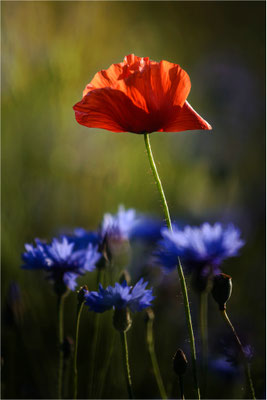 rot-blau
