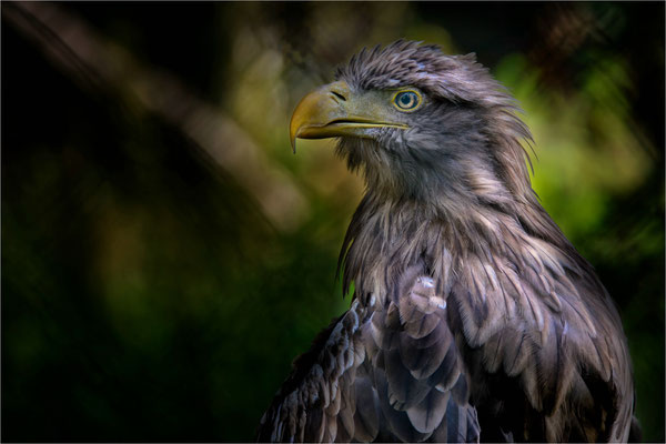 Steinadler