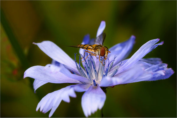 Schwebflige