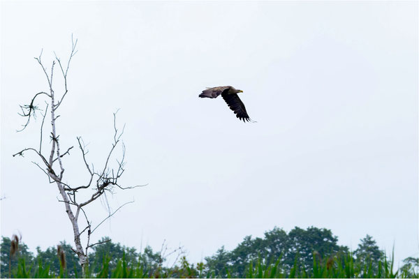 Seeadler