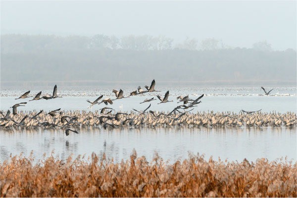 Aufbruch Kraniche am Galenbecker See