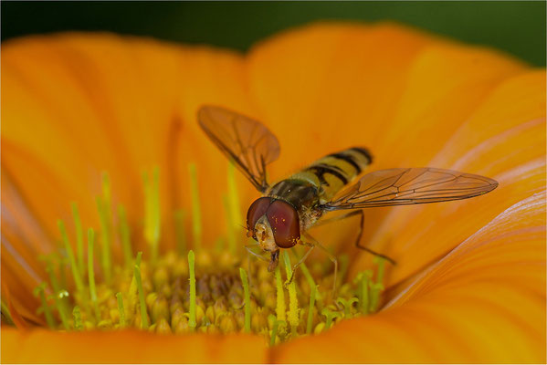 Schwebflige