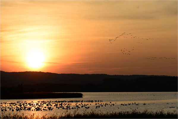 die ersten Kranichschwärme fliegen bei Sonnenuntergang ein