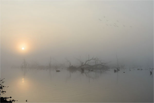 Frühnebel am Galenbecker See