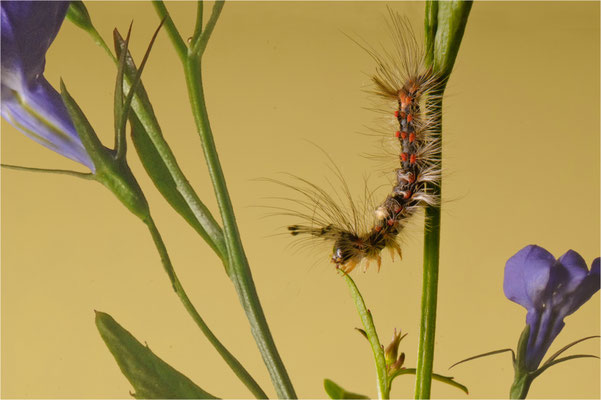 Schlehen-Bürstenspinner-Raupe