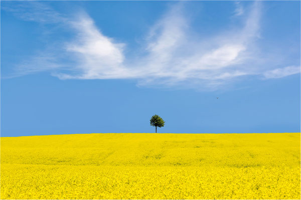Rapsland