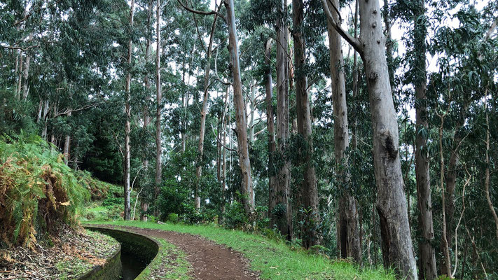 Es riecht nach Australien: Eukalyptusbäume