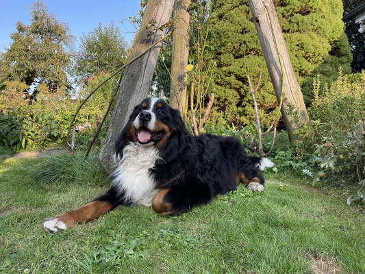 Kuddel vom Rönnbaum
