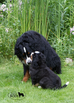 Papa Othello vom Diepmannsbachtal mit Kuddel