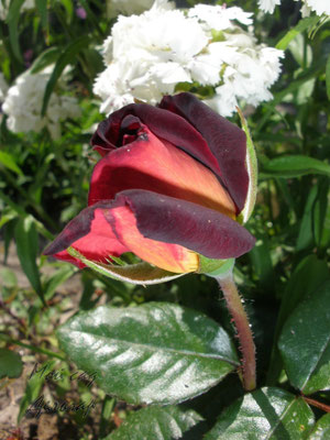 Eddy Mitchell Meirysett Garden Director Bartje Miller Delchar Moysad Roses