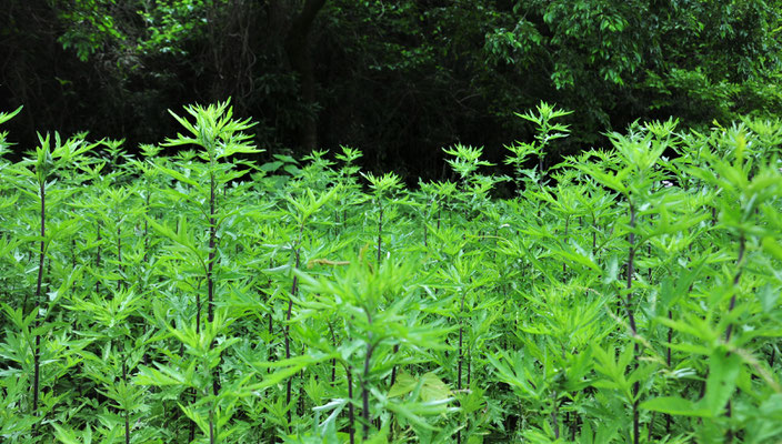 初夏の薬草の代表・ヨモギ