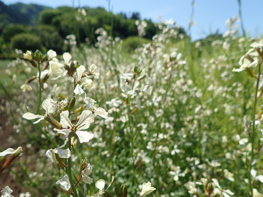 ルッコラの花。香ばしいです。