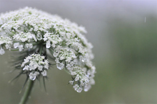 エルダーフラワーの花は梅雨時がうるわしいのです