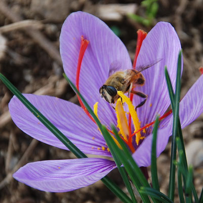 サフランは、ある日突然咲きだす、不思議な花です。花をハーブティーに。