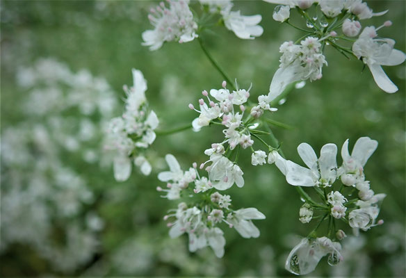 パクチーの花。