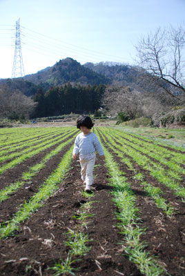 麦踏み。踏まれることで根の張りが強くなります。霜柱で浮き上がった根をしっかりさせる効果もあります。