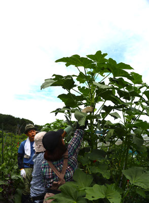 オクラも背丈を越えました。もちろん無肥料です。