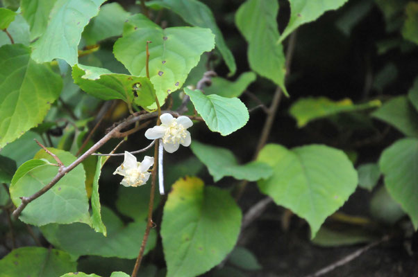 マタタビの花