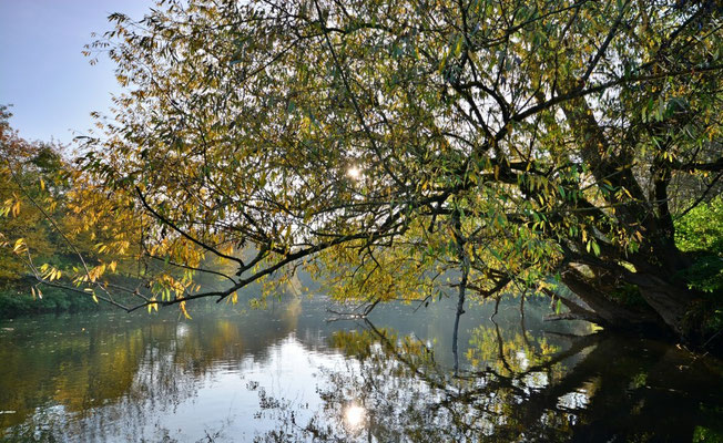 Der goldene Herbst am Wißmarer See