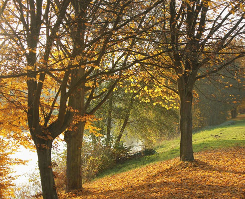 Der goldene Herbst am Wißmarer See