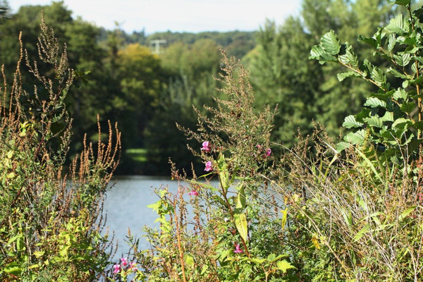 Herbstblumen am Wißmarer See