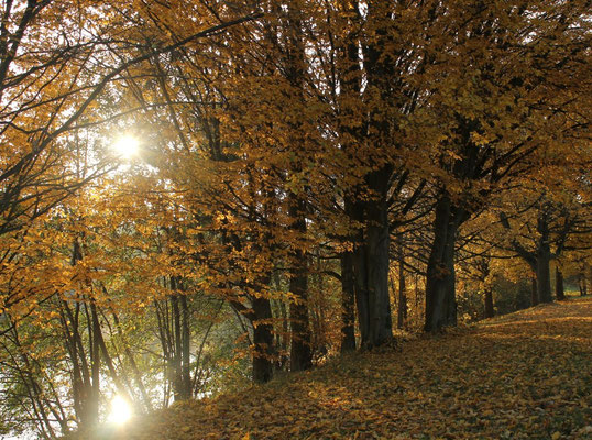 Der goldene Herbst am Wißmarer See