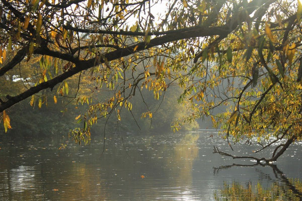 Der goldene Herbst am Wißmarer See