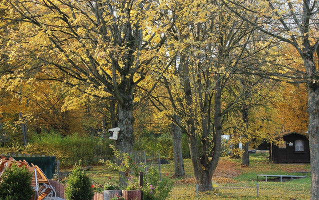 Der goldene Herbst am Wißmarer See