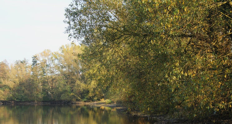 Der goldene Herbst am Wißmarer See