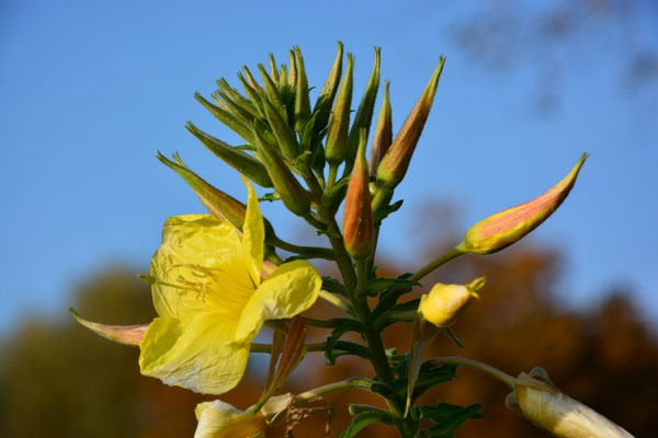 Der goldene Herbst am Wißmarer See