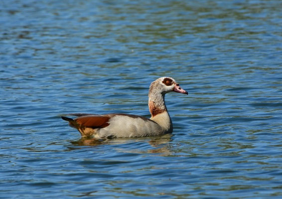 Was schwimmt denn da auf dem Wißmarer See?