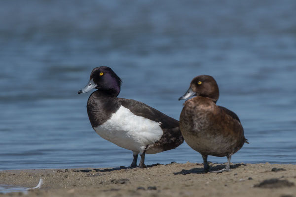 Reiherente,  Aythya fuligula, Tufted Duck - 8