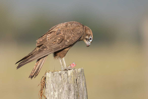 Habichtfalke, Brown falcon, Falco berigora - 4