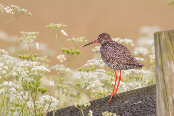 Rotschenkel (Tringa totanus) - 7