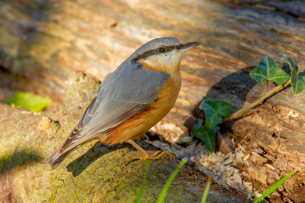 Kleiber (Sitta europaea) - 1