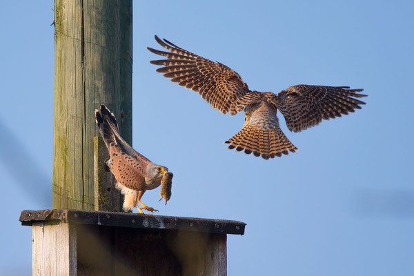 Männlicher Turmfalke (Falco tinnunculus) - 4