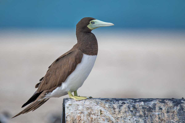 Weißbauchtölpel (Sula leucogaster) - Brown booby - 8