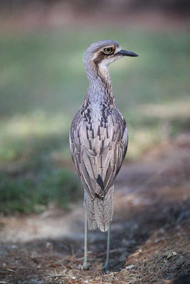 Langschwanztriel, Bush stone-curlew, Burhinus grallarius -cc-3