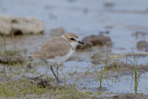 Seeregenpfeifer (Charadrius alexandrinus) - 2