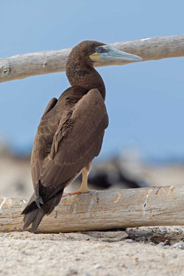 Weißbauchtölpel (Sula leucogaster) - Brown booby - 1