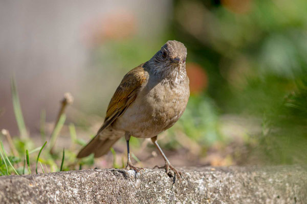 Fahlbrustdrossel (Turdus leucomelas) - 1