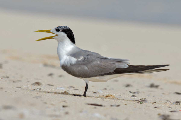 Eilseeschwalbe (Thalasseus bergii) - Greater crested tern - 10