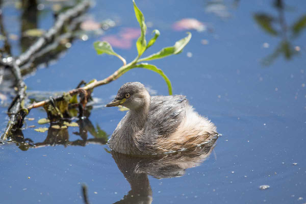 Australische Zwergtaucher (Tachybaptus novaehollandiae) - Australasian grebe - 2